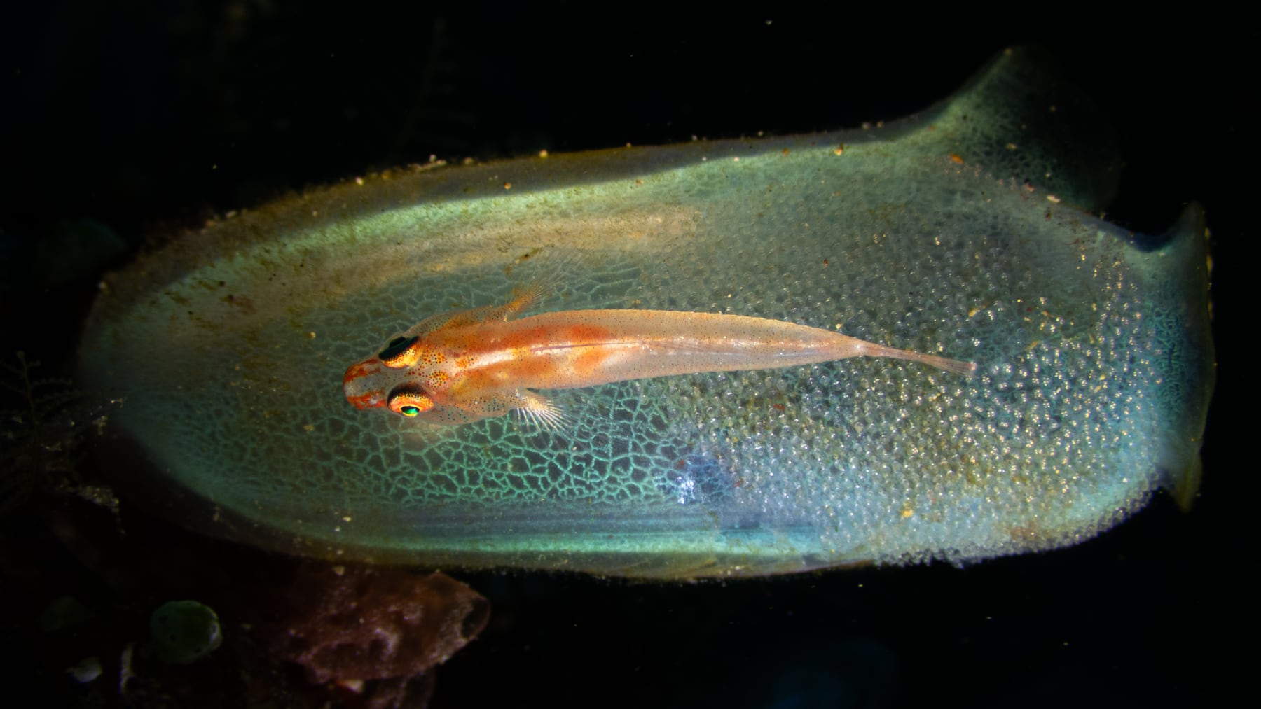Ghost goby protecting its eggs on a bluebell tunicate